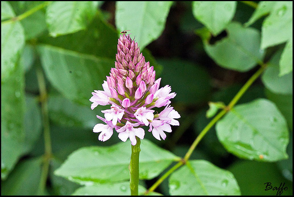 Anacampus pyramidalis ?